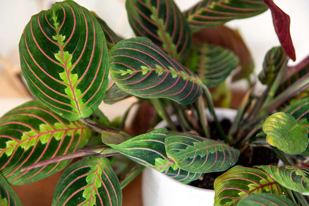 red prayer plant flower Prayer Plant 'Red'