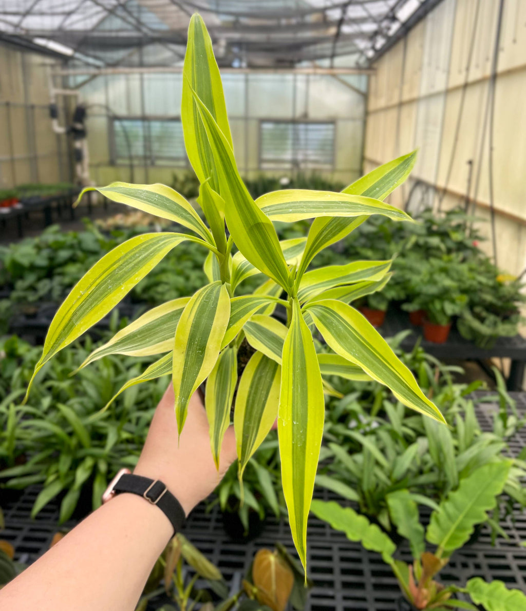 golden lucky bamboo Dracaena Sanderiana 'Gold'- Lucky Bamboo