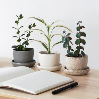 Kanso Wheat HuskMini Planter Pot