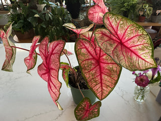 Caladium 6”