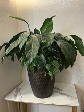 Grand Garden 14”