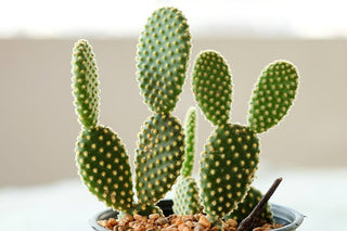 Opuntia ‘Bunny Ear’ - 3” plant
