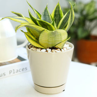 6 inch Oatmeal Pot with Drainage Hole - Pot for Houseplants