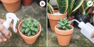 500ml Plastic Squeeze Watering Bottle for Succulent & Cactus: Blue