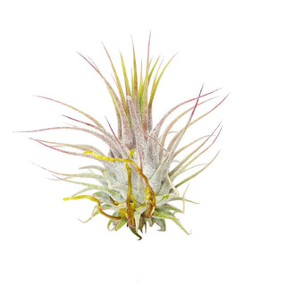 Live Ionantha Guatemala Air Plant 2.5" Wide or Tall