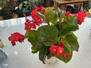 6" Begonia