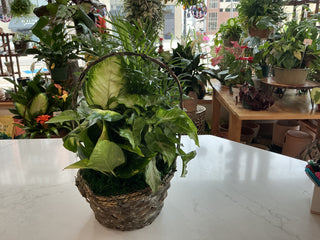 8" Wicker Dish Garden