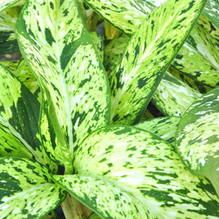 Dieffenbachia ‘Starbright’ - 6” Plant
