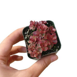 Dragon's Blood Sedum - Halloween Plant Decor - 2/4 inch Pot: 2 inch