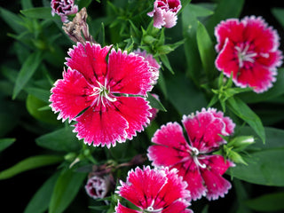 Dianthus plant - 4.5” plant
