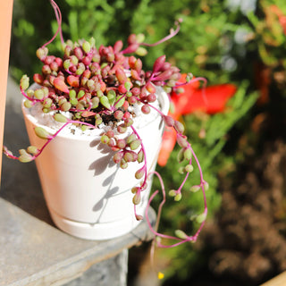 6 inch White Ceramic Pot with Saucer - Pots for Indoor Plant