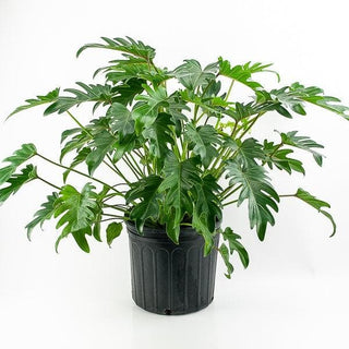 Philodendron ‘Xanadu’ - 6” plant