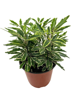 Arailia “Bianca” - 6” plant