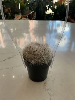 Cactus 2.5”