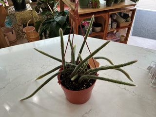 Rat Tail Cactus