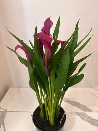 Calla Lily - 6” plant