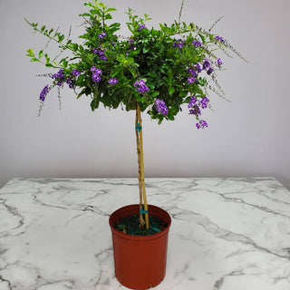 Duranta Flowering tree - 10”