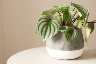 Peperomia Assorted - 4”