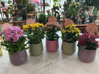 Mother’s Day Live Plant 5.5” Ceramic Pot