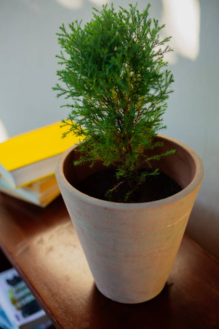 Concrete-washed Terracotta Planter (Large): With drainage plate