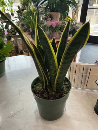 Sansevieria ‘Snake Plant’ - 6” plant