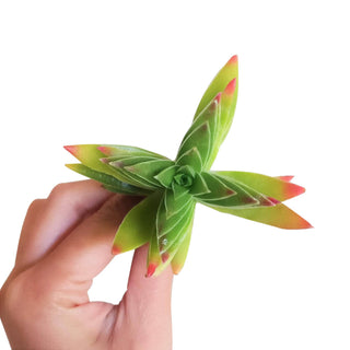 Red Pagoda Shark Tooth -Crassula capitella 2/4in: 2 inch