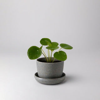 Kanso Wheat HuskMini Planter Pot