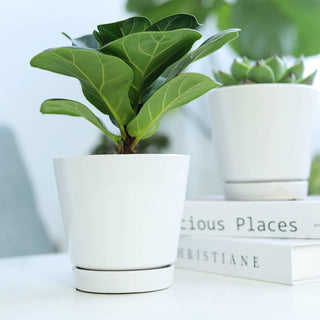 6 inch White Ceramic Pot with Saucer - Pots for Indoor Plant