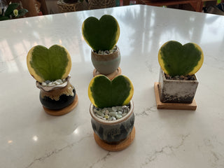 Heart Succulent 2” Pot
