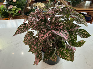 7.5” Polka dot Plant