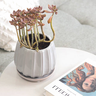 6" Grey Ceramic Contour Planter with Drainage Hole & Saucer