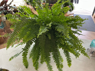 Boston Fern 10” Hanging