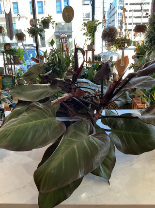 Red Congo Philodendron 10"