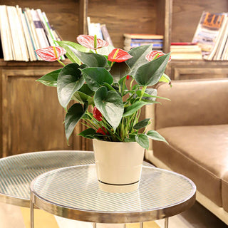6 inch Oatmeal Pot with Drainage Hole - Pot for Houseplants