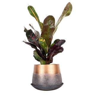 Joe Metal Flower Pots And Planters With Drainage Hole Saucer: White & Copper / 5"