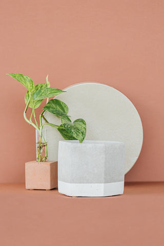 Hexagon Planter - 4": Raw Concrete with White Paint