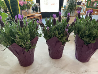 Lavender 4”