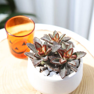 2.5" Jack-o'-lantern Halloween Pot - Halloween Decor Indoor
