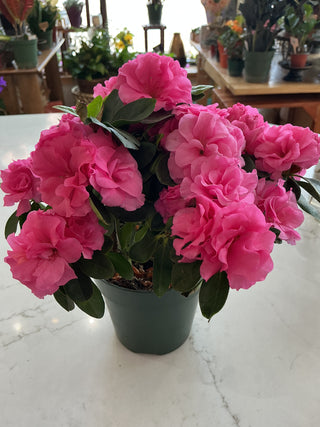 Azalea 4”
