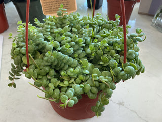 String of Turtles - 6" Plant