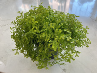 Sellaginella Moss 4”