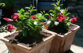 Dipladenia - 10” Flowering plant