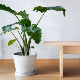 15” Tapered Signature Planter Pot: 15" Black Planter & Saucer