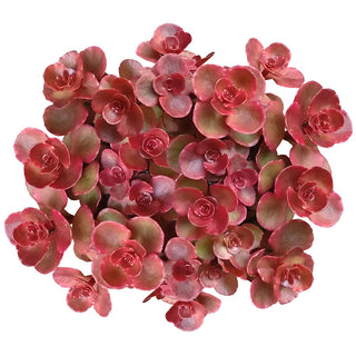 Dragon's Blood Sedum - Halloween Plant Decor - 2/4 inch Pot: 2 inch