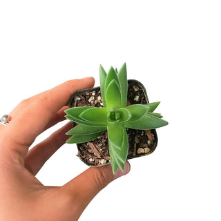 Red Pagoda Shark Tooth -Crassula capitella 2/4in: 2 inch