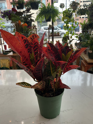 Croton ‘Banana’ - 6” plant