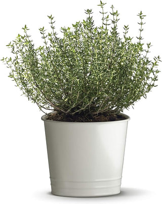 Thyme Plant