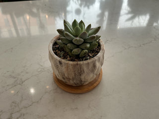 Succulent 3.5” Pot