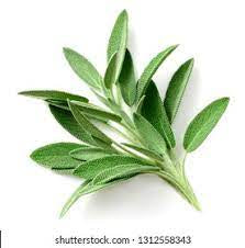 Sage Plant