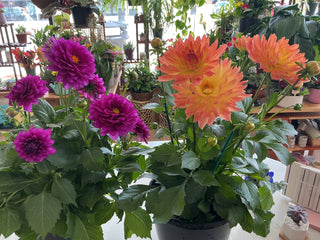 Dahlia 9”